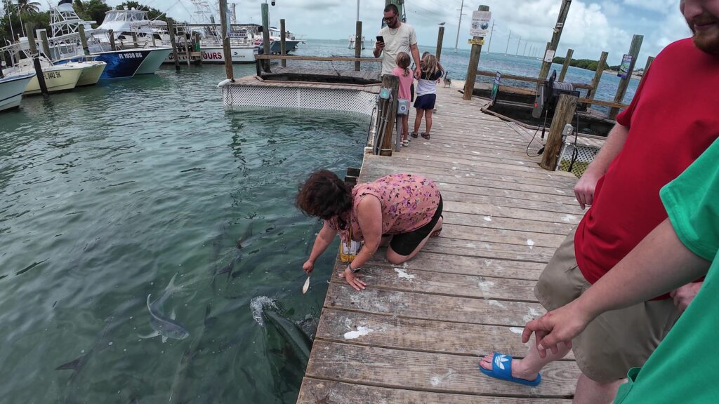 Erin feeding the Tarpon