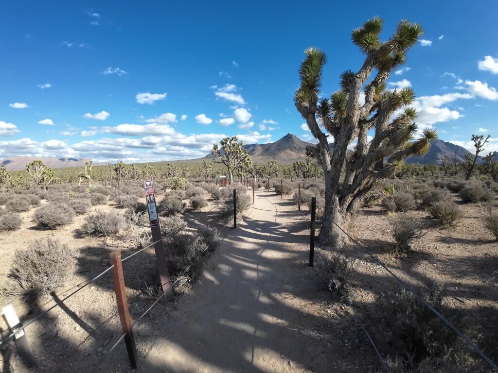 Walking the Path looking at Joshua Trees