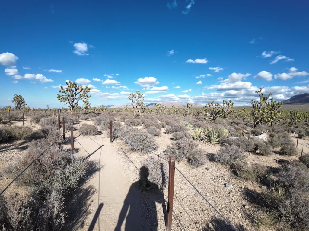 More Joshua Trees