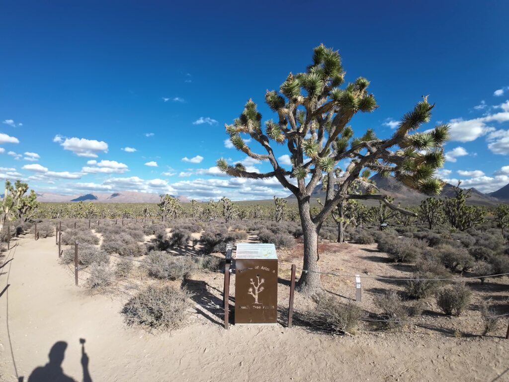 Walking the Path looking at Joshua Trees