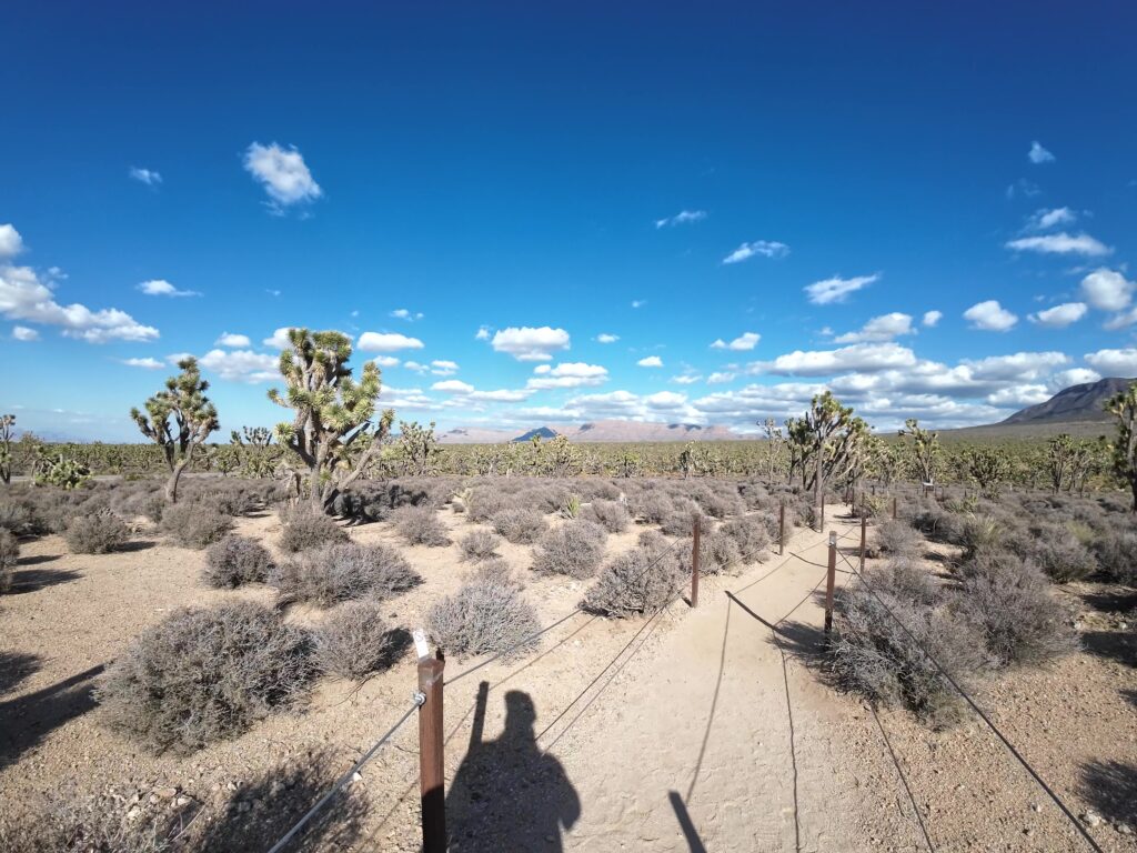 Joshua Trees Go On Forever