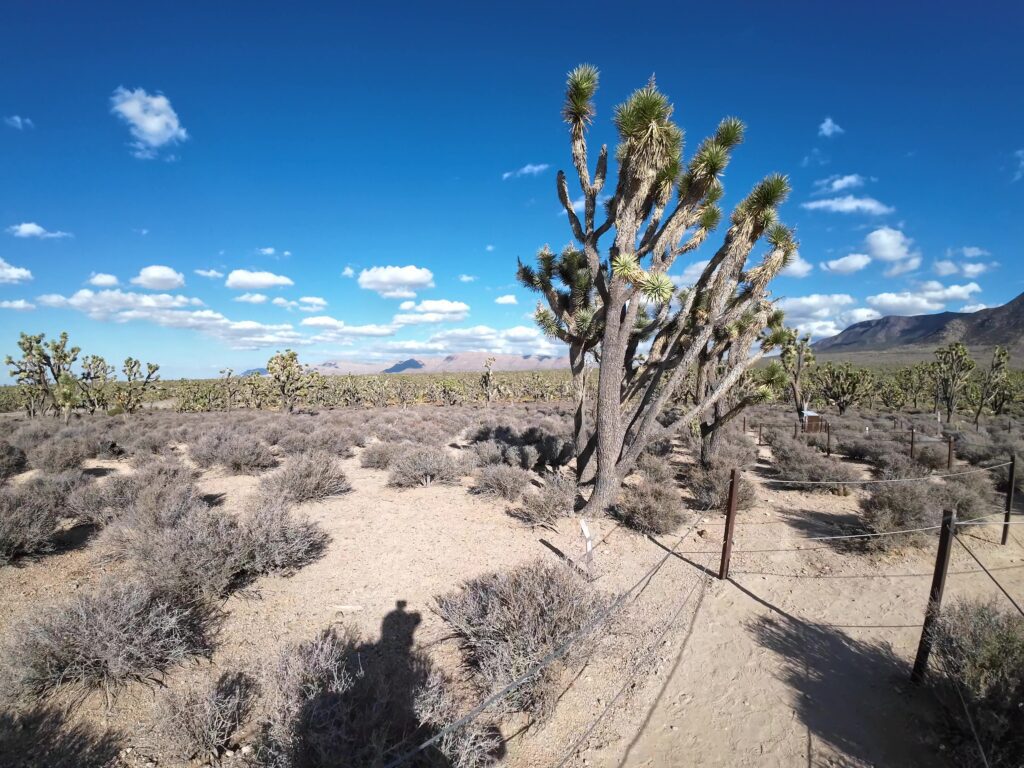 Joshua Tree at the Park