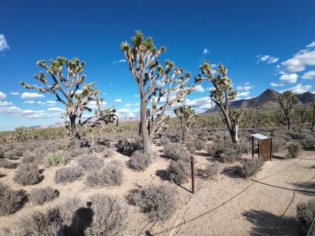 Joshua Trees as Far as You can See