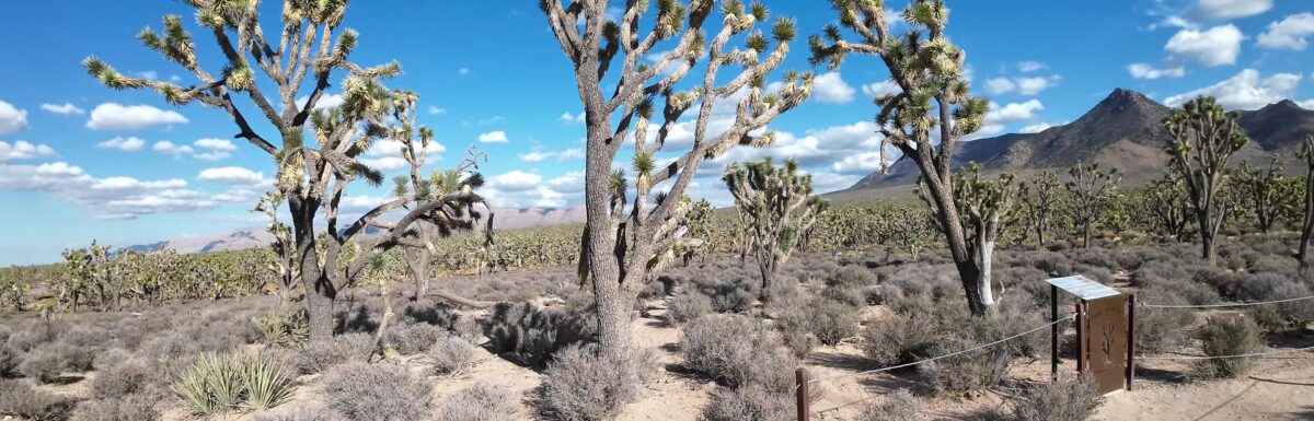 Joshua Trees as Far as You can See