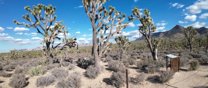 Joshua Trees as Far as You can See