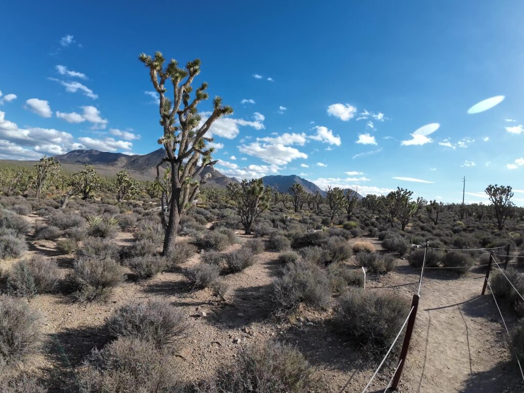 Walking the Park's Path