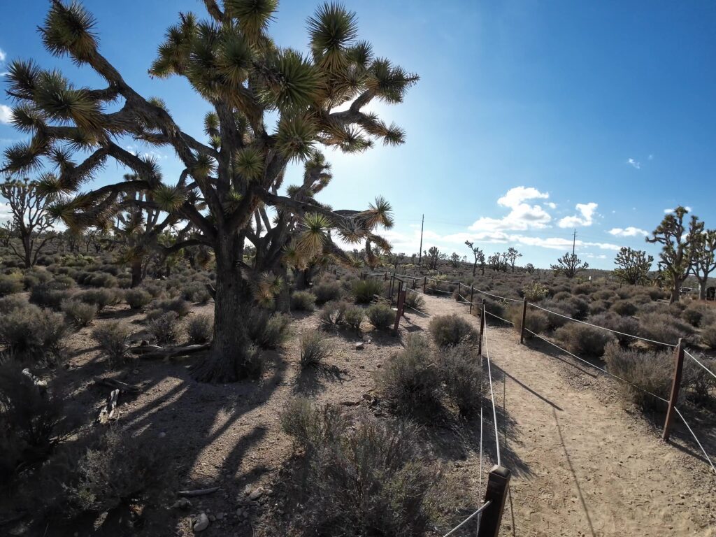 Walking the Park's Path