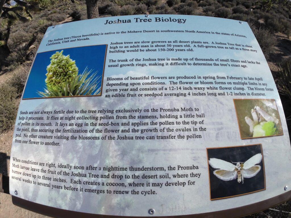 Joshua Tree Biology Interpretive Sign